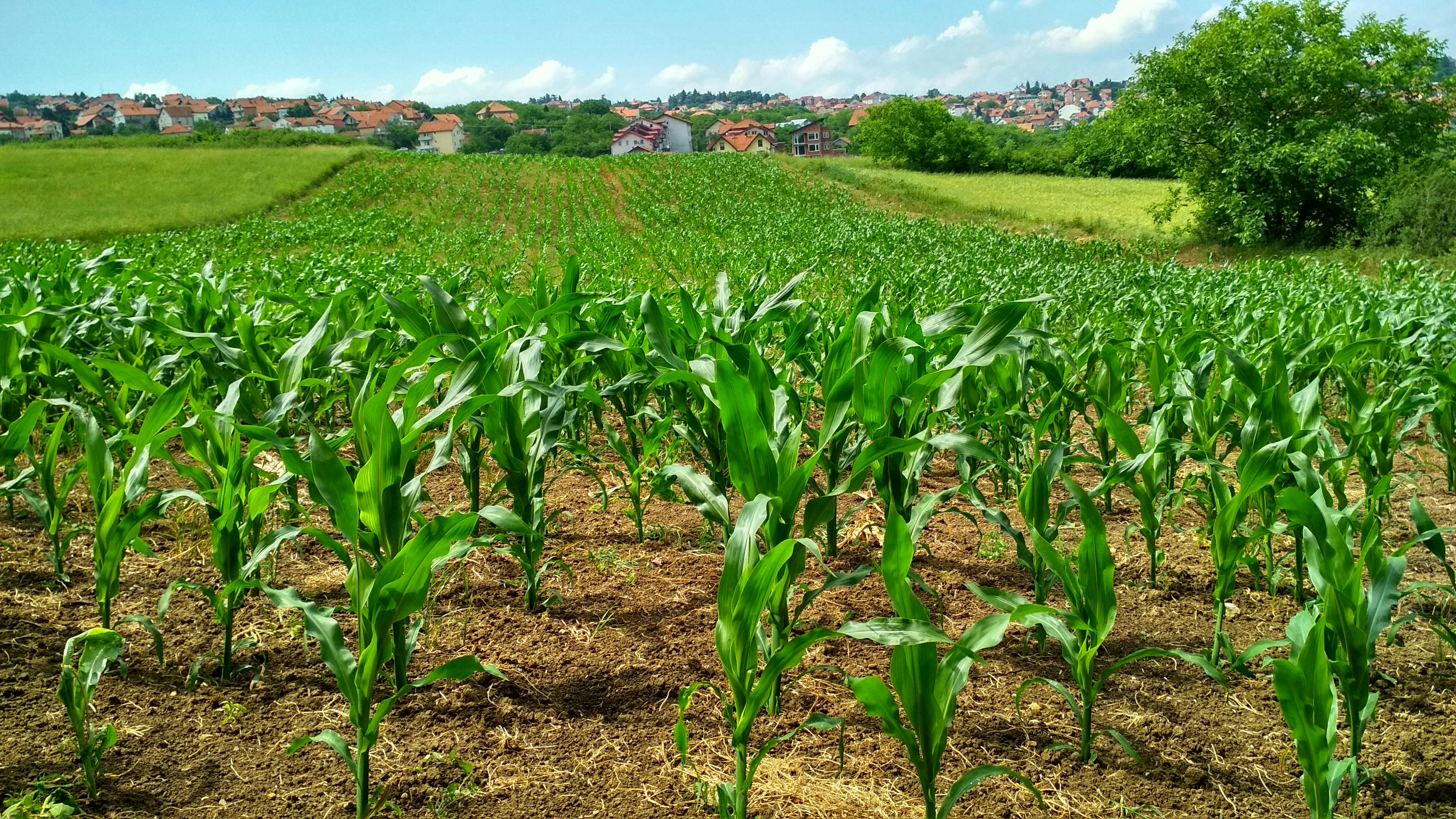 Crop Recommendation System